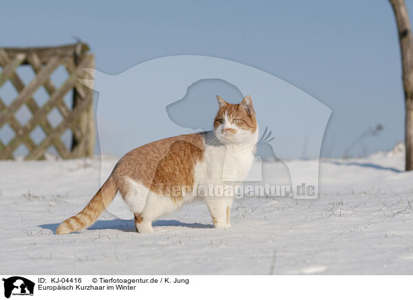 Europisch Kurzhaar im Winter / European Shorthair in winter / KJ-04416