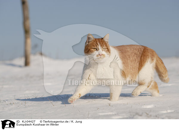 Europisch Kurzhaar im Winter / European Shorthair in winter / KJ-04427