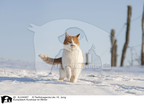 Europisch Kurzhaar im Winter / European Shorthair in winter / KJ-04467