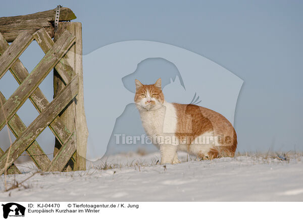 Europisch Kurzhaar im Winter / European Shorthair in winter / KJ-04470