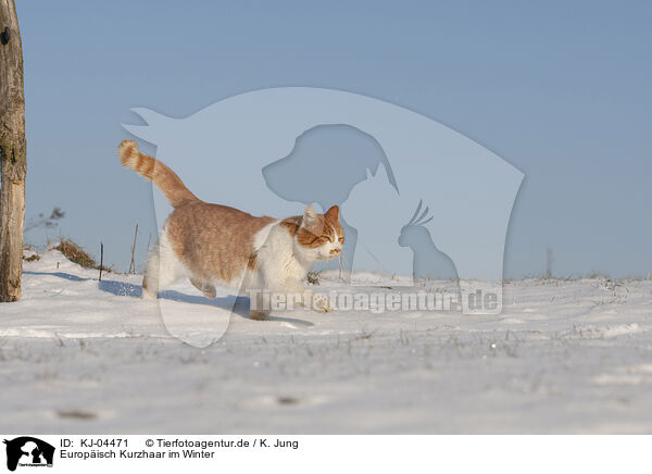 Europisch Kurzhaar im Winter / European Shorthair in winter / KJ-04471