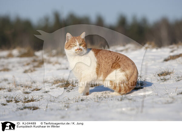 Europisch Kurzhaar im Winter / European Shorthair in winter / KJ-04489