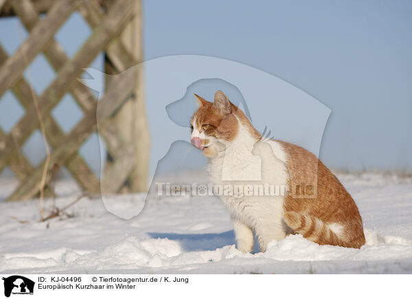 Europisch Kurzhaar im Winter / European Shorthair in winter / KJ-04496