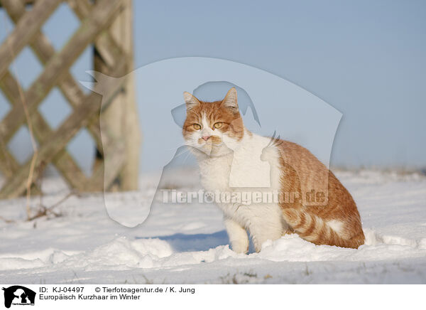 Europisch Kurzhaar im Winter / European Shorthair in winter / KJ-04497