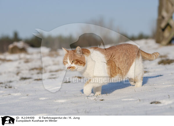 Europisch Kurzhaar im Winter / European Shorthair in winter / KJ-04499