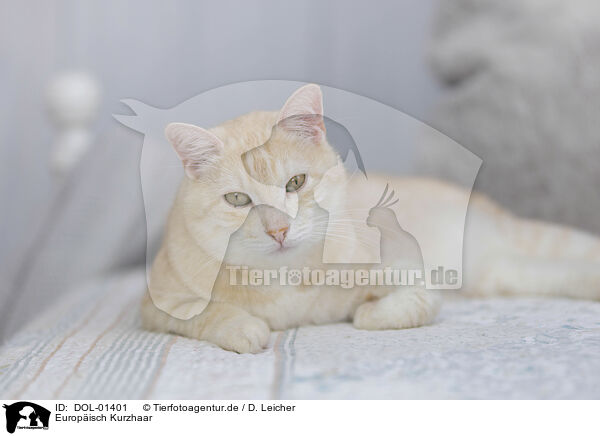 Europisch Kurzhaar / European Shorthair / DOL-01401