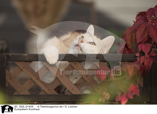 Europisch Kurzhaar / European Shorthair / DOL-01405