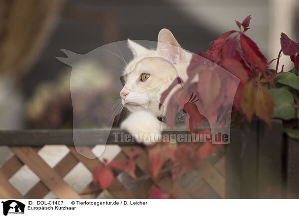 Europisch Kurzhaar / European Shorthair / DOL-01407