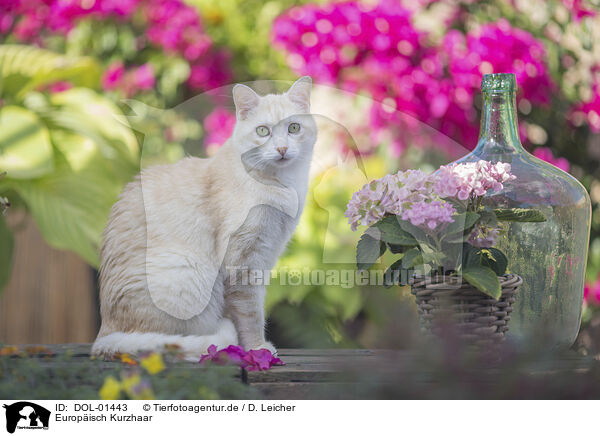 Europisch Kurzhaar / European Shorthair / DOL-01443