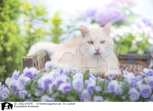 Europisch Kurzhaar / European Shorthair / DOL-01478