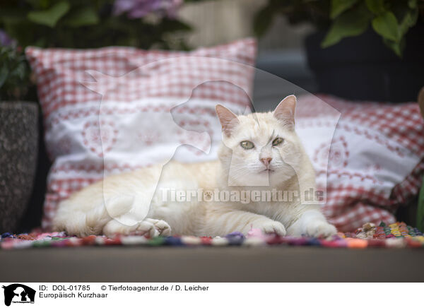 Europisch Kurzhaar / European Shorthair / DOL-01785