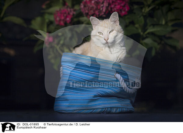 Europisch Kurzhaar / European Shorthair / DOL-01895