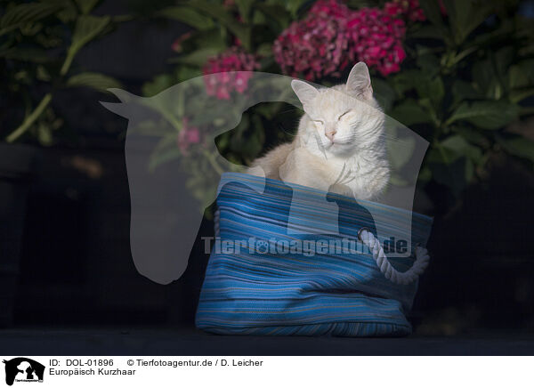 Europisch Kurzhaar / European Shorthair / DOL-01896