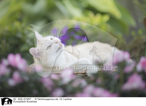 Europisch Kurzhaar / European Shorthair / DOL-01957