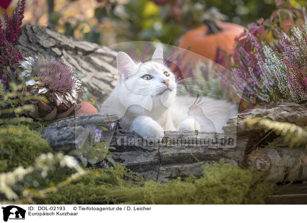 Europisch Kurzhaar / domestic cat / DOL-02193