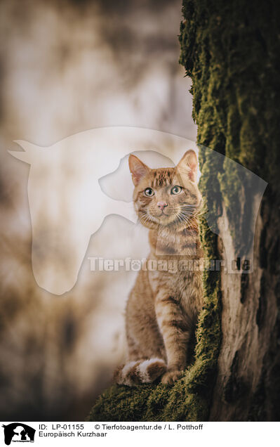 Europisch Kurzhaar / european shorthair cat / LP-01155