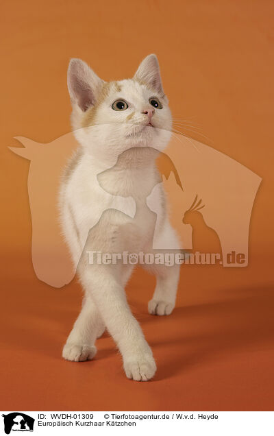 Europisch Kurzhaar Ktzchen / European Shorthair kitten / WVDH-01309