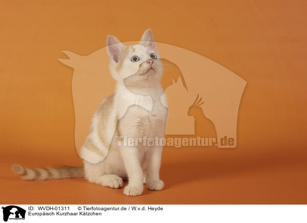 Europisch Kurzhaar Ktzchen / European Shorthair kitten / WVDH-01311