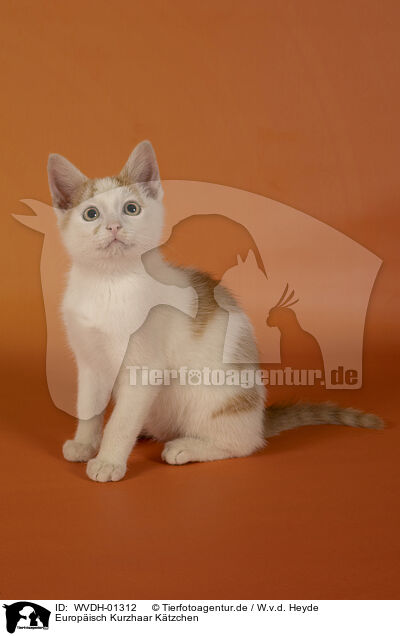 Europisch Kurzhaar Ktzchen / European Shorthair kitten / WVDH-01312
