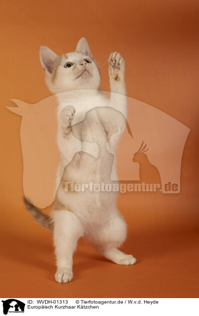 Europisch Kurzhaar Ktzchen / European Shorthair kitten / WVDH-01313