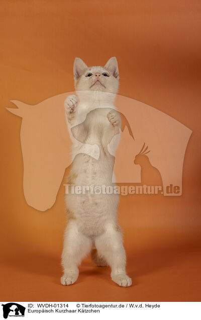Europisch Kurzhaar Ktzchen / European Shorthair kitten / WVDH-01314
