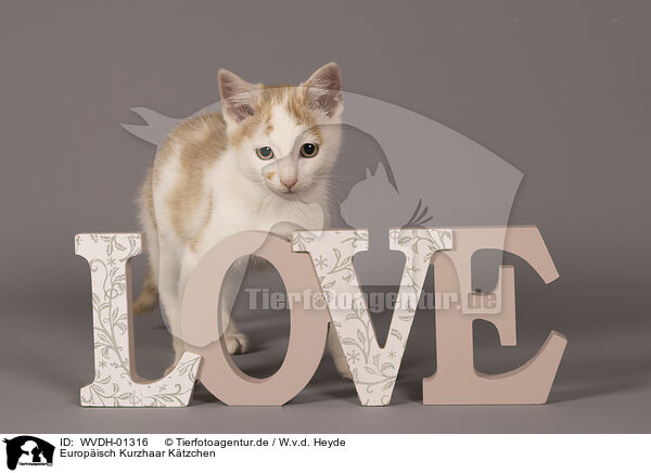 Europisch Kurzhaar Ktzchen / European Shorthair kitten / WVDH-01316