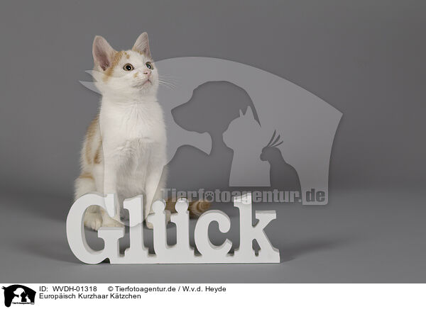 Europisch Kurzhaar Ktzchen / European Shorthair kitten / WVDH-01318