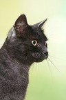 Europisch Kurzhaar Kater Portrait