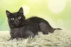 liegender Europisch Kurzhaar Kater