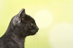 Europisch Kurzhaar Kater Portrait