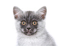 Europisch Kurzhaar Ktzchen Portrait
