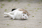 liegende Europisch Kurzhaar Katze