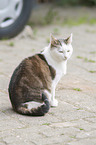 sitzende Europisch Kurzhaar Katze