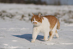 Europisch Kurzhaar im Winter