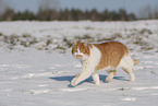 Europisch Kurzhaar im Winter