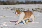 Europisch Kurzhaar im Winter