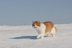 Europisch Kurzhaar im Winter