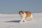 Europisch Kurzhaar im Winter