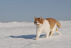 Europisch Kurzhaar im Winter