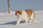 Europisch Kurzhaar im Winter