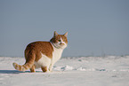 Europisch Kurzhaar im Winter