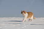 Europisch Kurzhaar im Winter