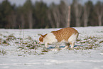 Europisch Kurzhaar im Winter