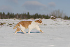 Europisch Kurzhaar im Winter