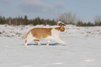 Europisch Kurzhaar im Winter