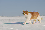 Europisch Kurzhaar im Winter
