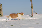 Europisch Kurzhaar im Winter