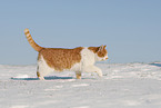 Europisch Kurzhaar im Winter