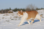 Europisch Kurzhaar im Winter