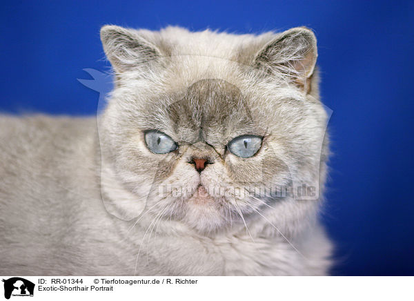 Exotic-Shorthair Portrait / Exotic Shorthair Portrait / RR-01344